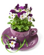 Viola in purple cup